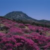 韓国のそこに行きたい（済州島 前編）