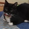 黒猫ミネットのおてんば日記（２０１７年８月１日）